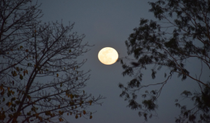 Kojagari Laxmi Puja 2025