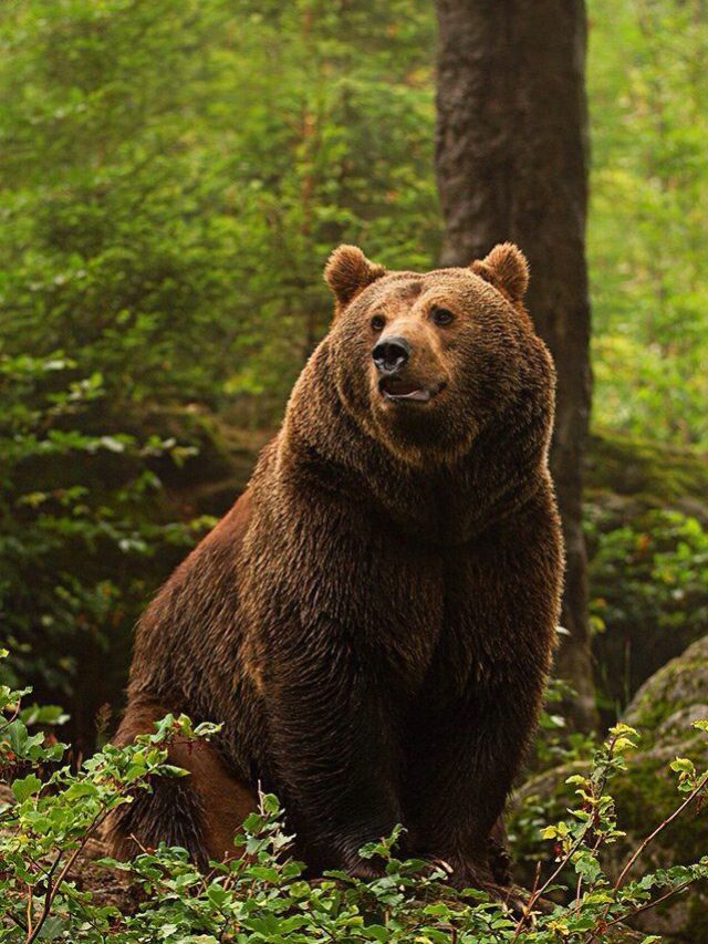 places in india to see bears  भालू देखने के लिए भारत के इन 7 देशों को करें एक्स्प्लोर