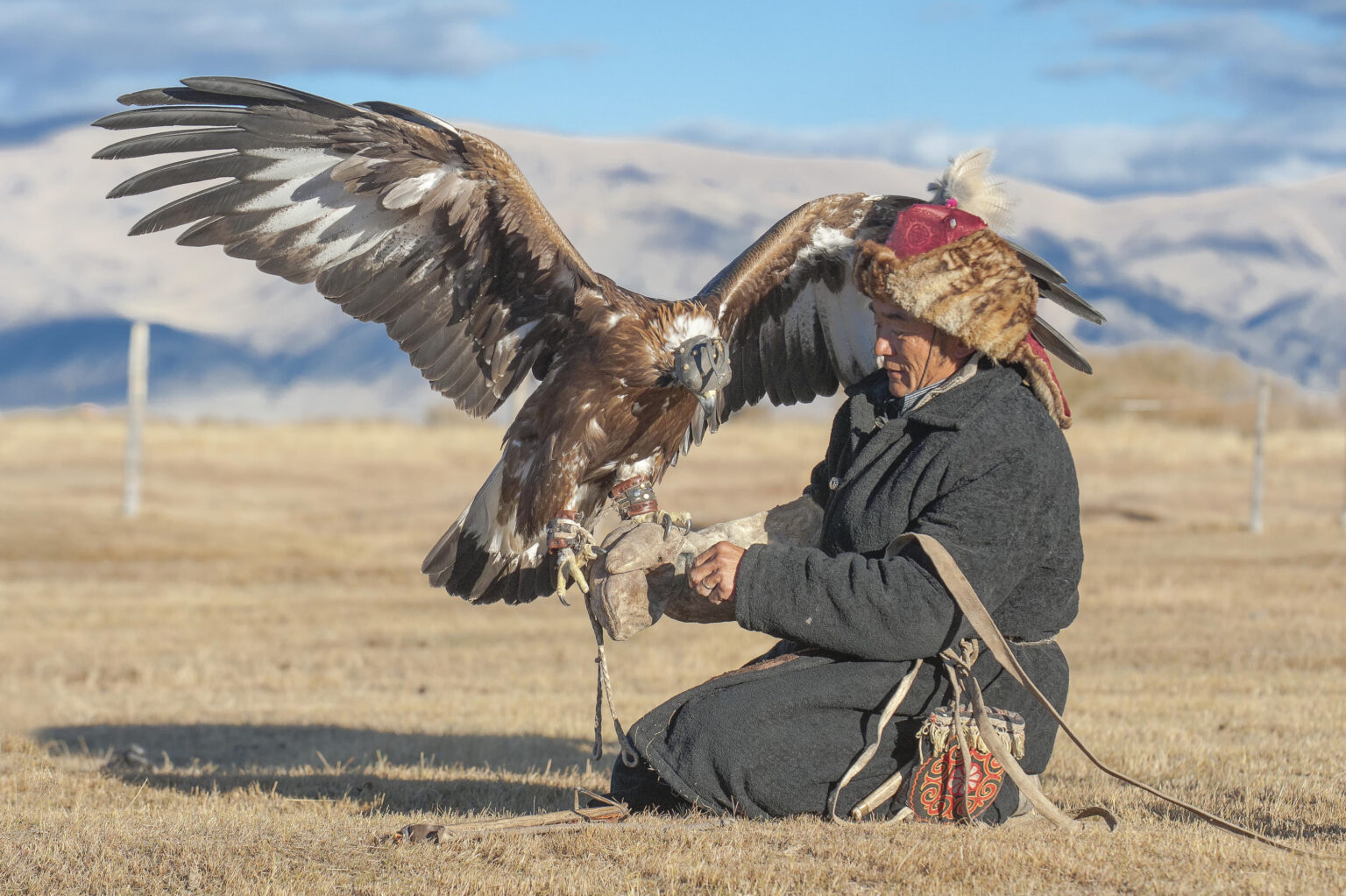 Mongolian Falcon
