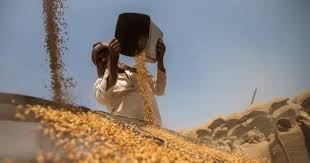 Rabi Crops MSP Hike