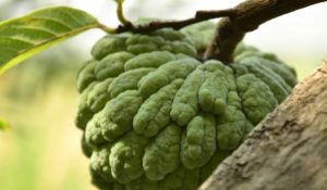 Benefits Of Eating Sharifa