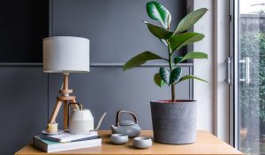Best Air Purifying Plants 