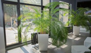 Best Air Purifying Plants 