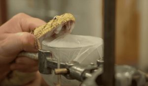 Sarpagandha Benefits in Hindi 