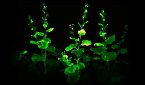 Glowing Plants Story