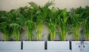 lucky plants for home