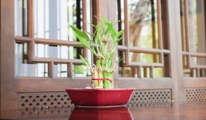 Indoor Plants for Positive Energy 