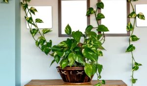 Indoor Plants for Positive Energy 