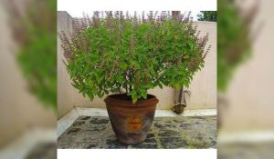 Tulsi Mistakes on Ekadash