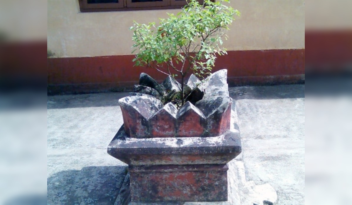 Dry Tulsi Plant at Home
