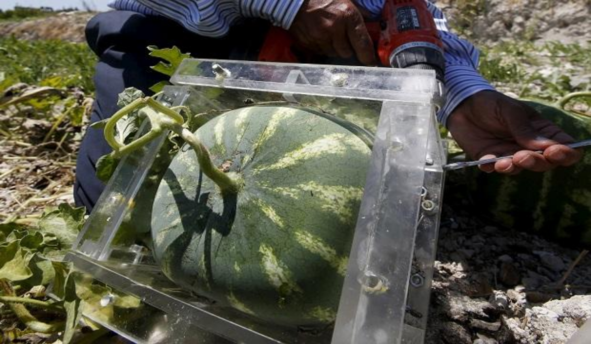 Square Watermelon In Japan