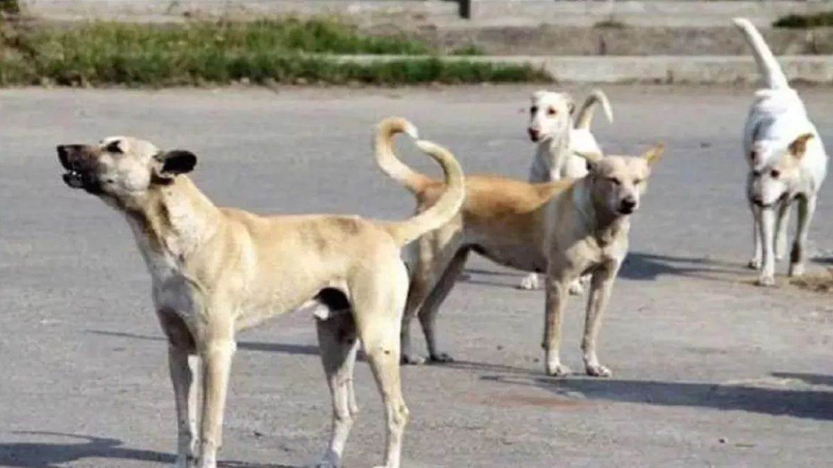 Supreme court on stray dogs