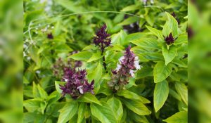 Asthma Signs and Symptoms