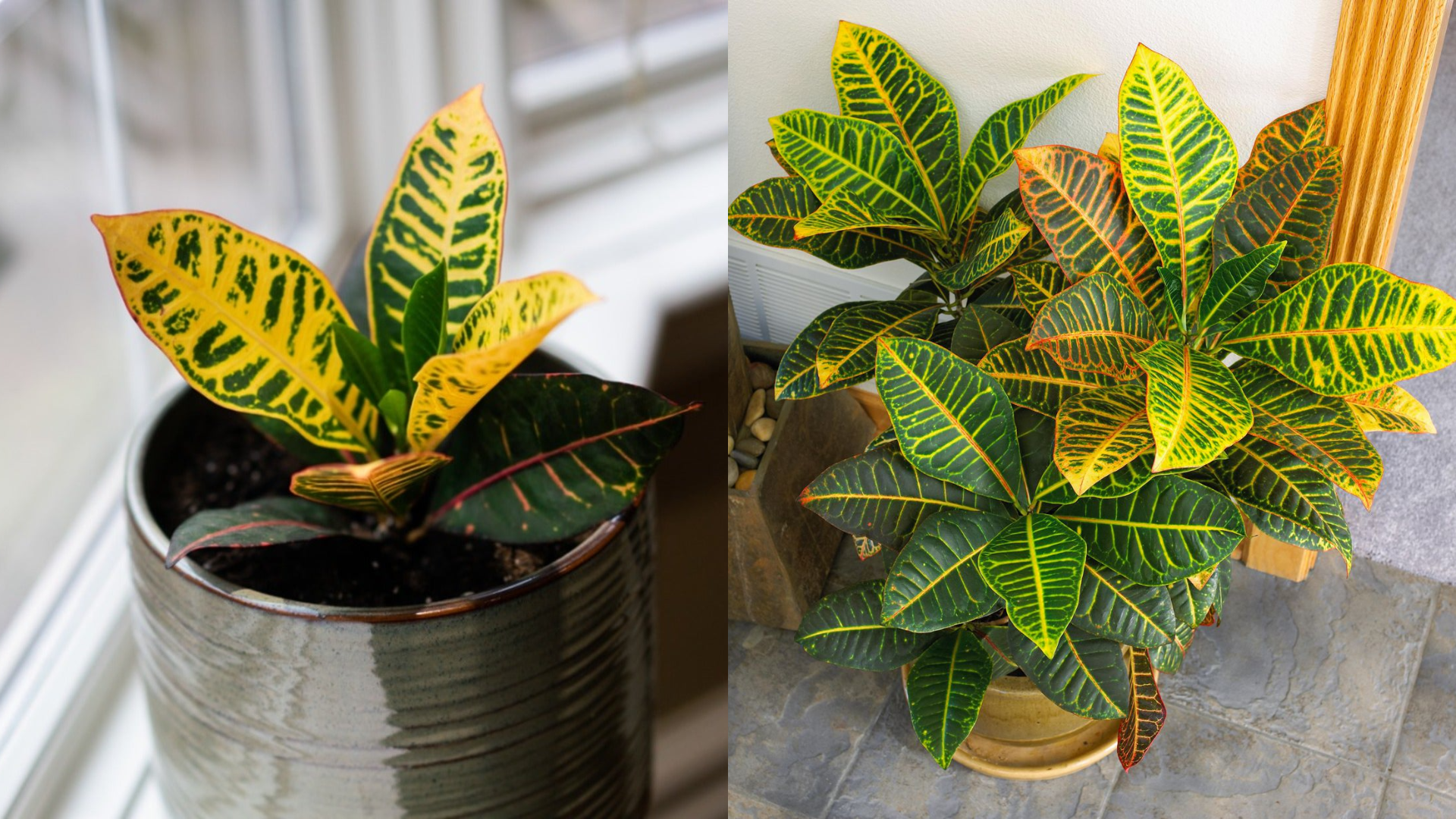 Best Air Purifying Plants for Delhi