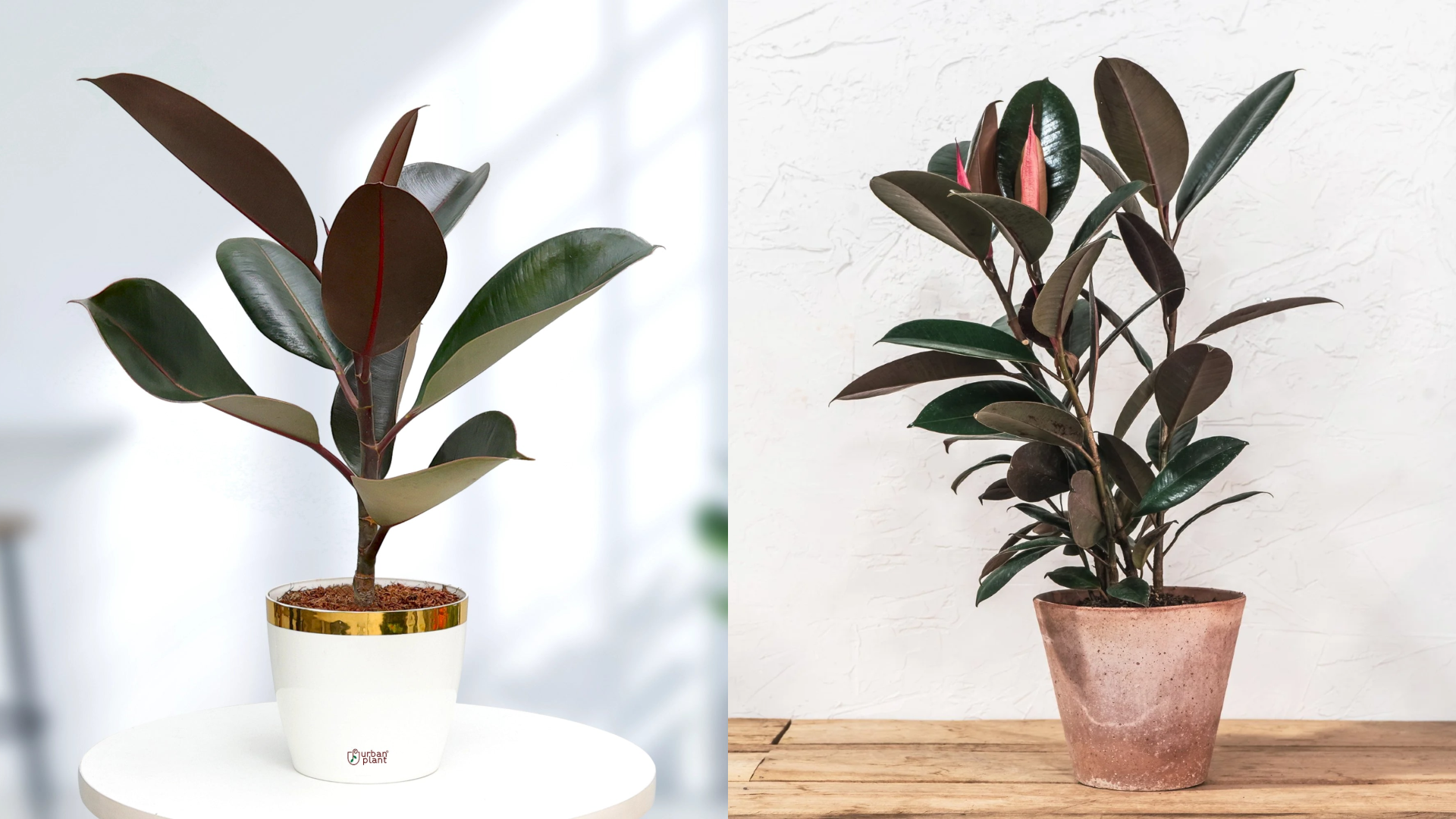 Best Air Purifying Plants for Delhi