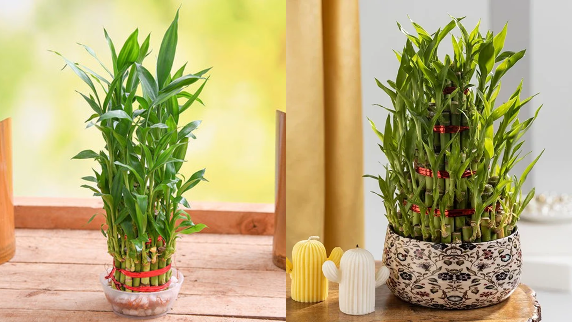 Best Air Purifying Plants for Delhi