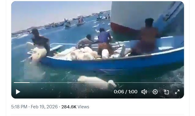 Ship Loaded With Sheep Viral Video