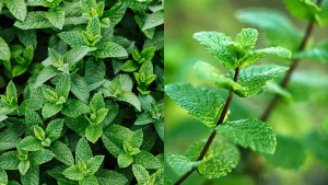 remedies for gas and stomach pain