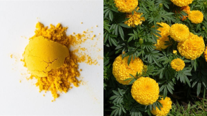 Natural Holi Colours for Skin