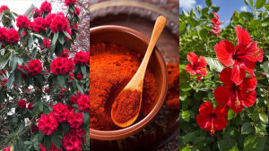 skin-friendly colours