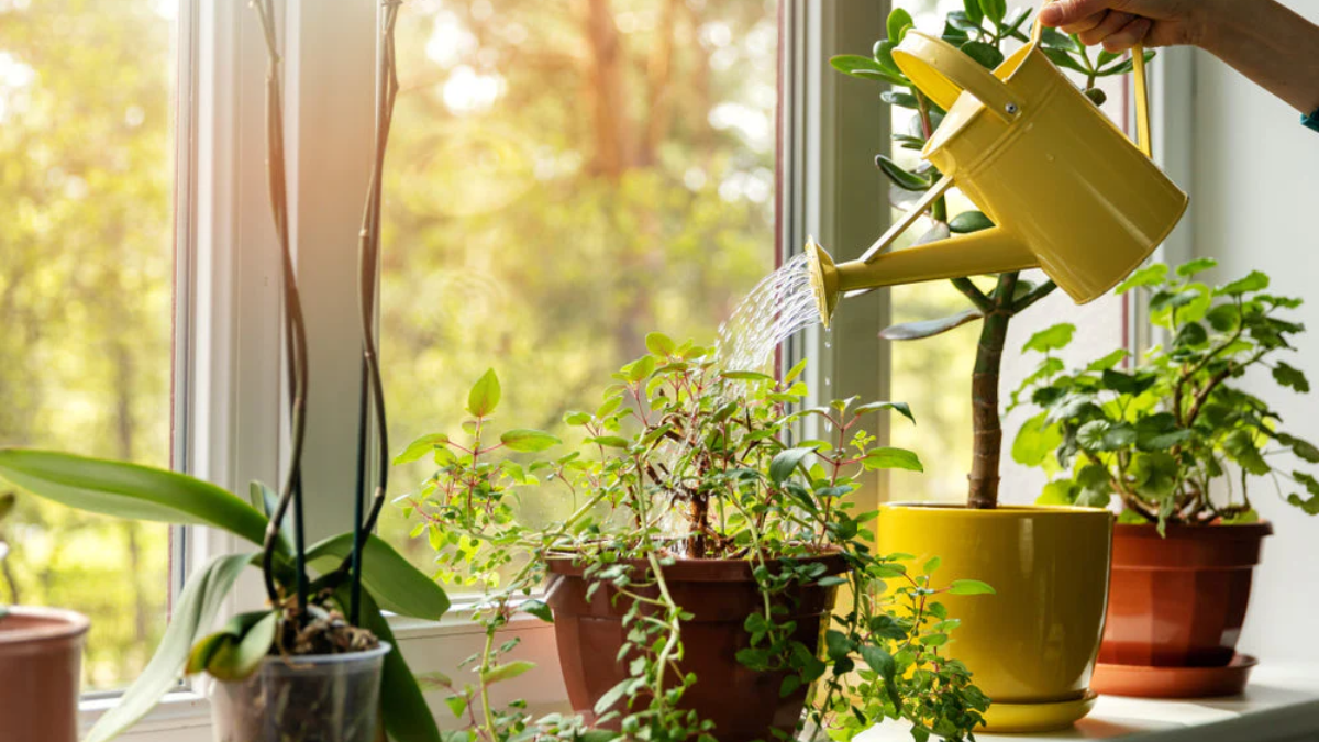 Summer Plant Care Tips