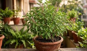 How to remove pests from Tulsi plant