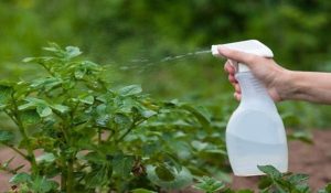 How to remove pests from Tulsi plant