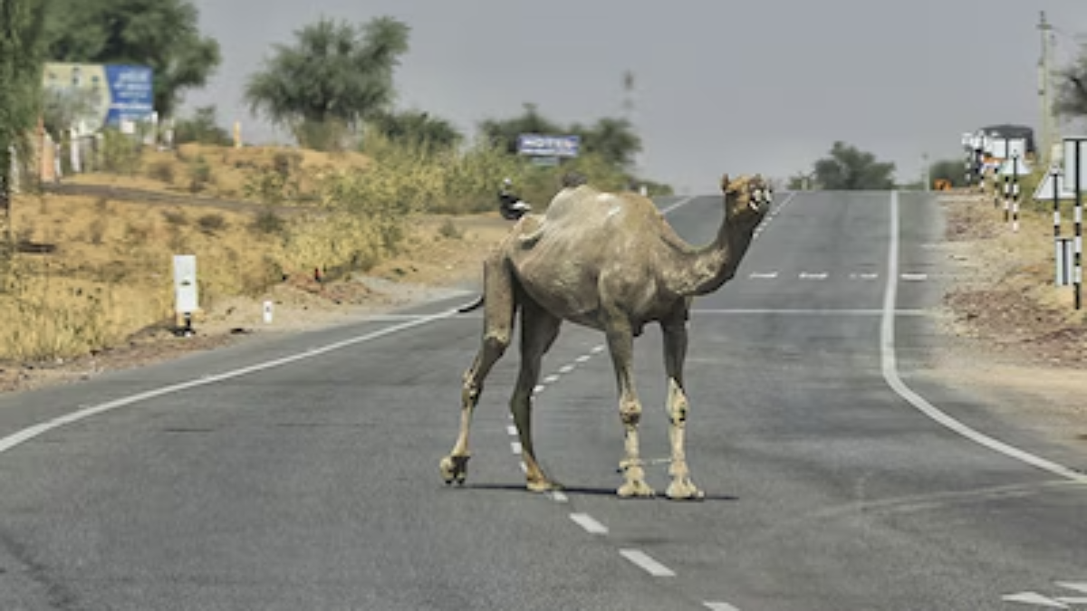 Rajasthan Order on Animal Work