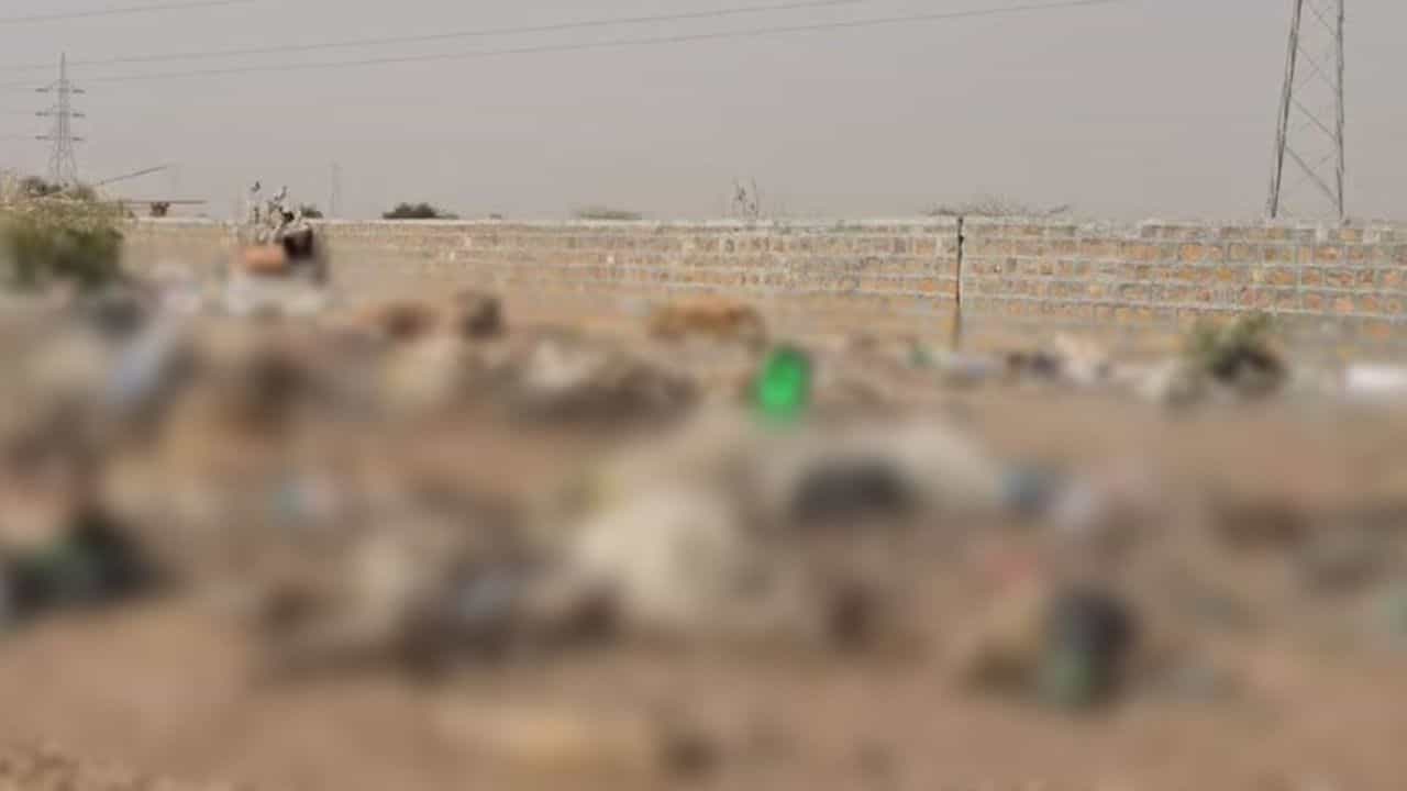 Rotting cow carcasses in Jaisalmer Dumping Yard