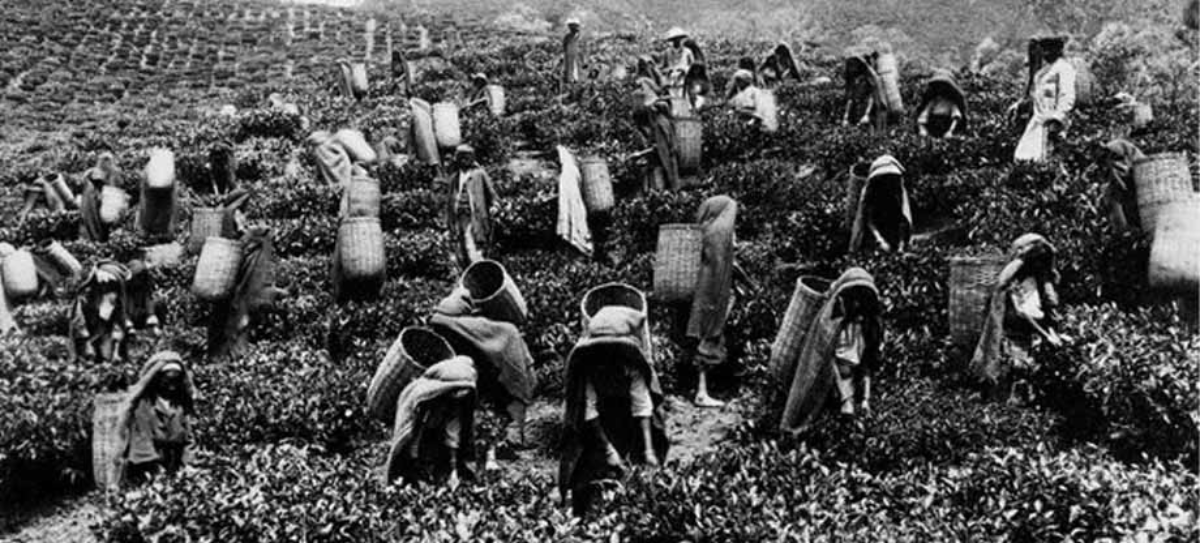 International Tea Day 2026