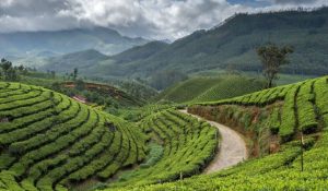 Darjeeling Tour Packages