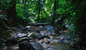 Agumbe Rainforest