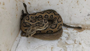 Udaipur Snakes Rescued from Tubewell