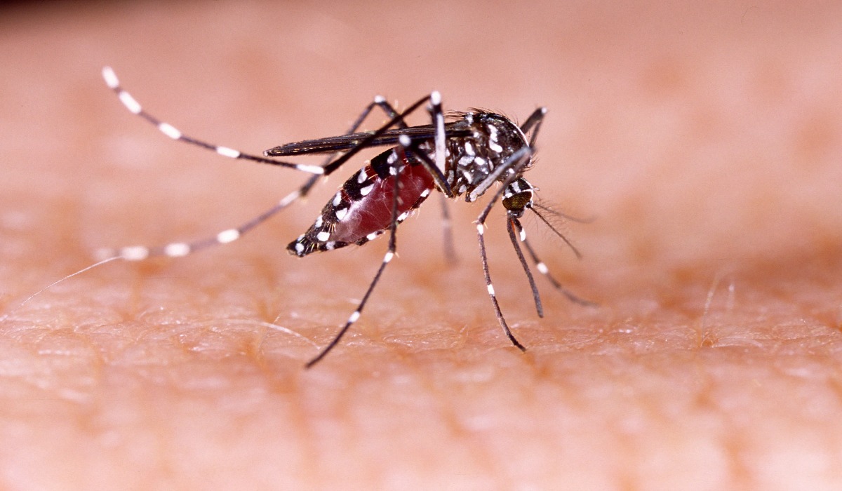 dengue prevention at home