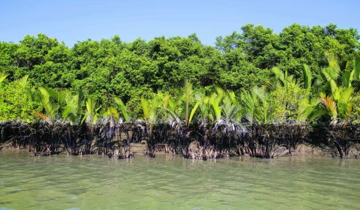 Most Beautiful Forests in India
