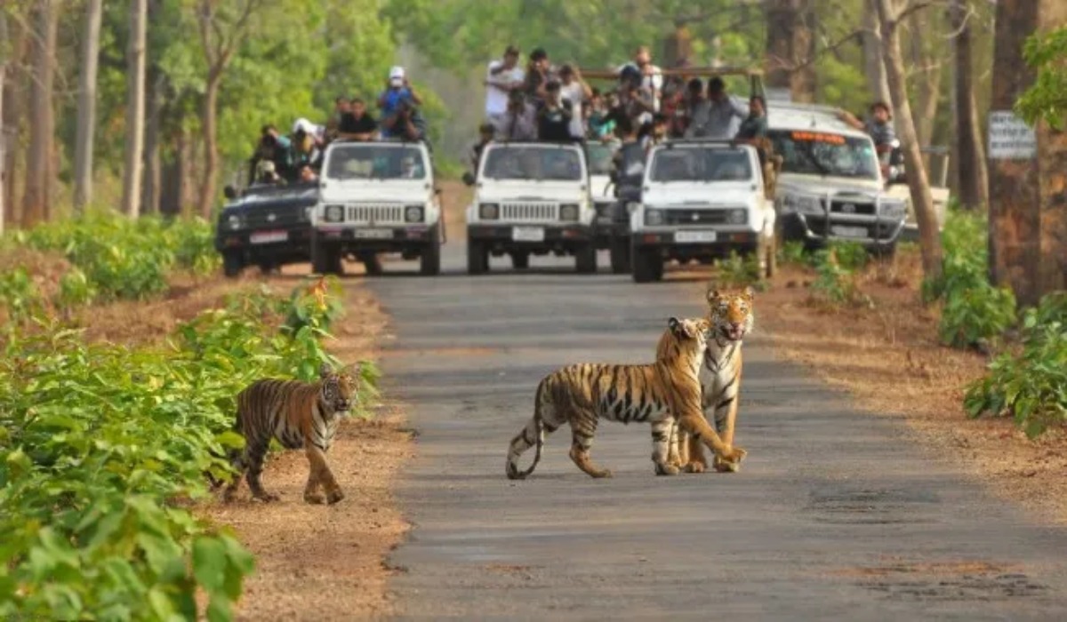 Most Beautiful Forests in India